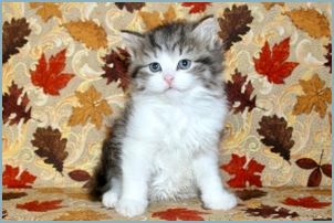 Female Siberian Kitten from Deedlebug Siberians